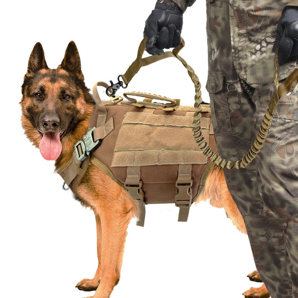 Leashes